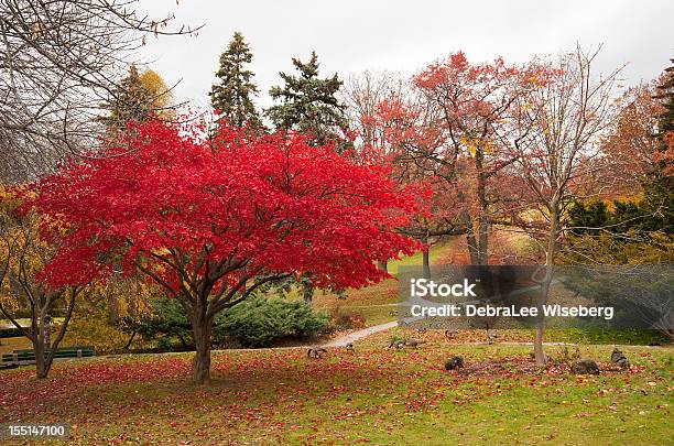 플락 Of 거위 가을에 대한 스톡 사진 및 기타 이미지 - 가을, 가을 단풍, 거위-새