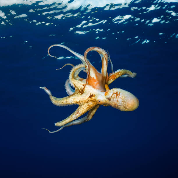 Octopus Wonderful octopus in the sea. water animal octopus sea stock pictures, royalty-free photos & images