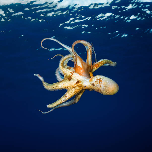 polvo - day octopus - fotografias e filmes do acervo