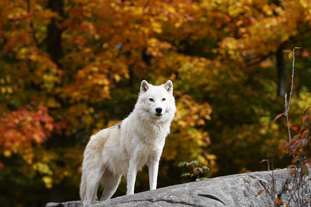 Arctic Wolf with Fall Leaves stock photo