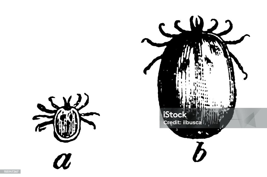 Rueda Bean Marcar (Ixodes Ricinus - Ilustración de stock de Insecto libre de derechos
