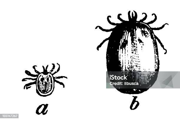 Ilustración de Rueda Bean Marcar Ixodes Ricinus y más Vectores Libres de Derechos de Insecto - Insecto, Acari, Animal