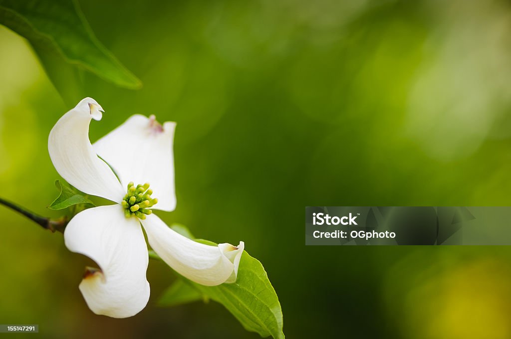 Cornejo cornejo florido - Foto de stock de Cornus libre de derechos