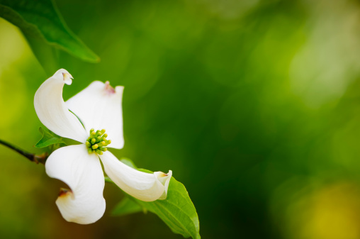 Flowering dogwood blossom with an out of focus background
