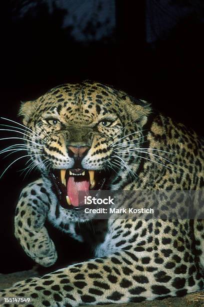 Zła Leopard Growling - zdjęcia stockowe i więcej obrazów Lampart - Lampart, Afryka, Agresja