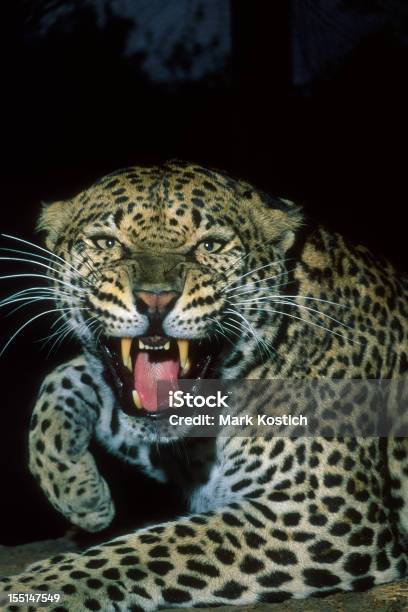 Growling Angry Leopard — стоковые фотографии и другие картинки Леопард - Леопард, Агрессия, Африка