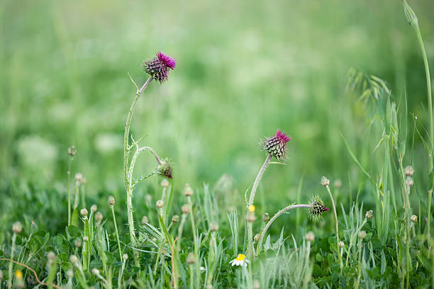 mariendistel (silybum marianum) - purple thistle stock-fotos und bilder