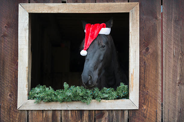 Horse Wearing Santa Claus Hat Horse with Santa Claus hat looking out a barn window with decorations, black Tennesee Walker purebred animal. barn photos stock pictures, royalty-free photos & images