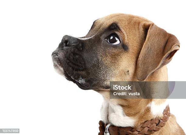 Bokser W Górę - zdjęcia stockowe i więcej obrazów Pies - Pies, Białe tło, Patrzeć do góry