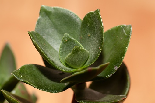 Leaves of a Taylors Parches plant, Crassula lactea