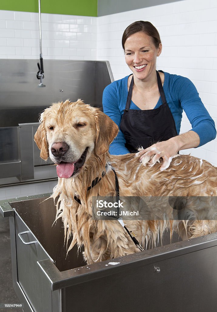 Golden Retriever obter um banho em Cão Auto serviço de lavagem. - Royalty-free Cão Foto de stock