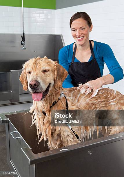 Golden Retriever Obter Um Banho Em Cão Auto Serviço De Lavagem - Fotografias de stock e mais imagens de Cão