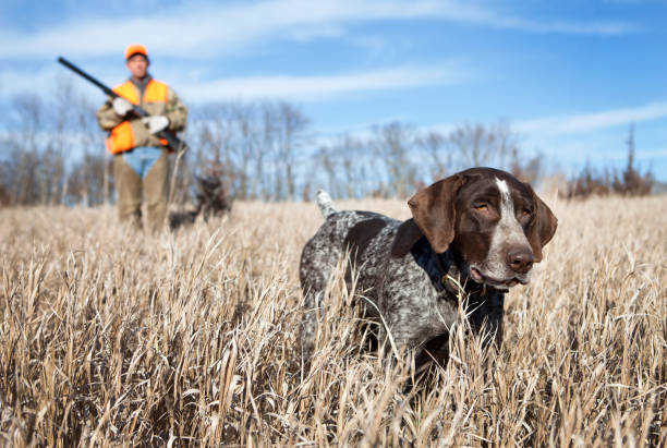 istock Hunting dog and man bird hunting 155148071