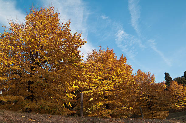 istock Autumn Park in Florence 155148139