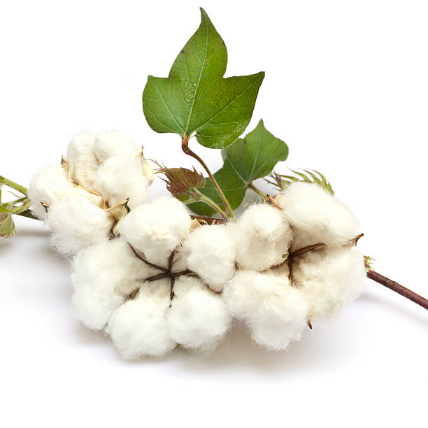 Cotton Cotton isolated on white background boll stock pictures, royalty-free photos & images