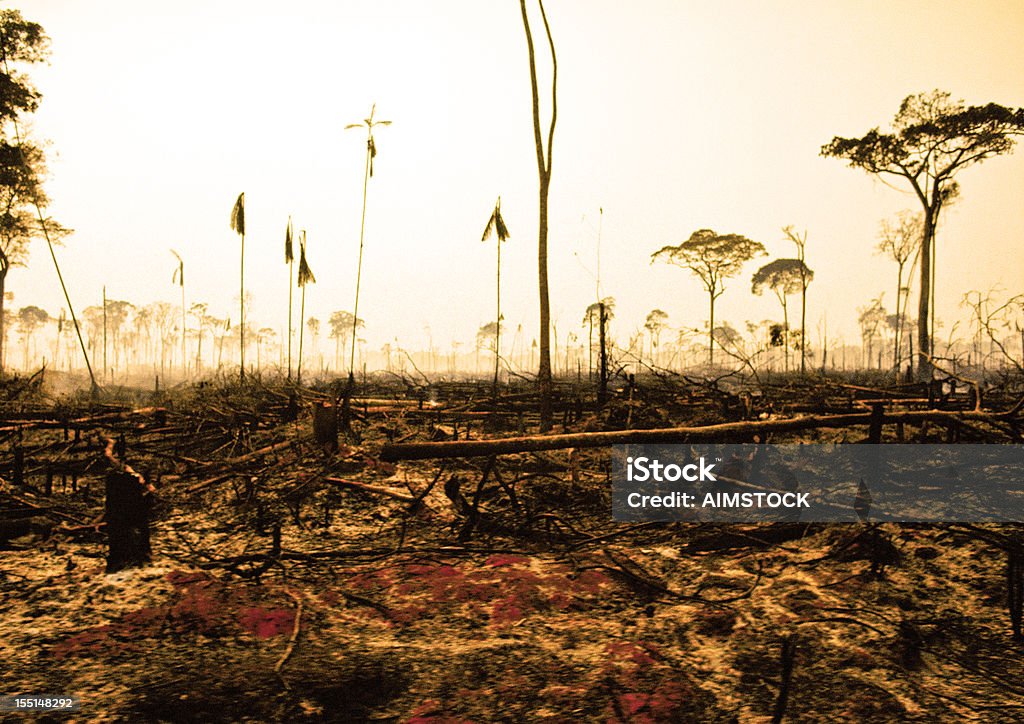 Amazoński las deszczowy - Zbiór zdjęć royalty-free (Spalony - Zły stan)