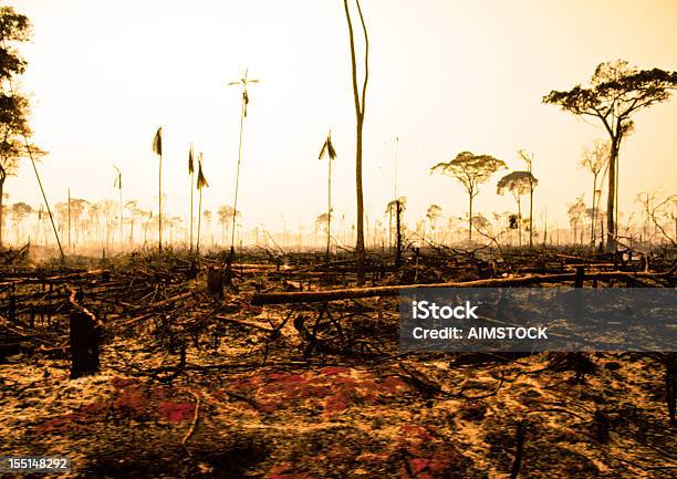 Amazoński Las Deszczowy - zdjęcia stockowe i więcej obrazów Spalony - Zły stan - Spalony - Zły stan, Wylesianie, Nizina Amazonki