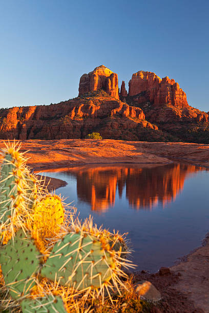 Sedona Arizona Cathedral rock reflection at sunset arizona cactus stock pictures, royalty-free photos & images
