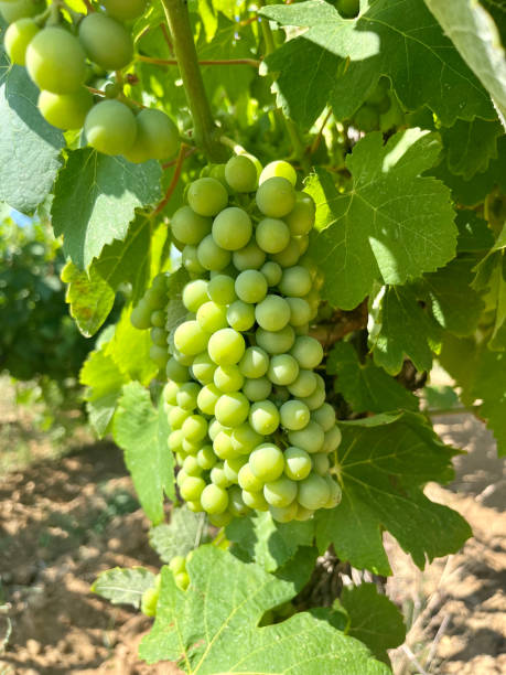 istock Ripening Vitis vinifera grapes on the field 1551483440