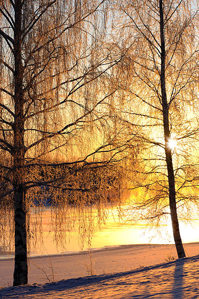 The sun rises behind dry and bare trees in winter. The earth is still covered in frost. Bare trees in the background.