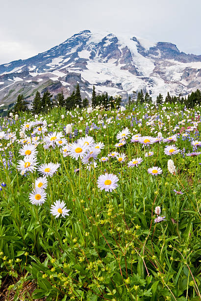 istock Mount Rainier and a Meadow of Aster 155148440