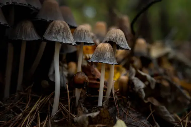 bunch of mushrooms in the forest, picture taken as closeup