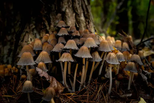 bunch of mushrooms in the forest, picture taken as closeup