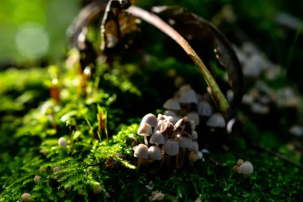 Mushrooms in the forest with beautiful light atmosphere sitting in green moos