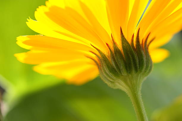 nahaufnahme von einem gelben gänseblümchen - wildflower spring close up daisy stock-fotos und bilder
