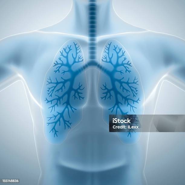 Sauber Und Gesund Lungen Stockfoto und mehr Bilder von Menschlicher Körper - Menschlicher Körper, Atmungsorgan, Dreidimensional