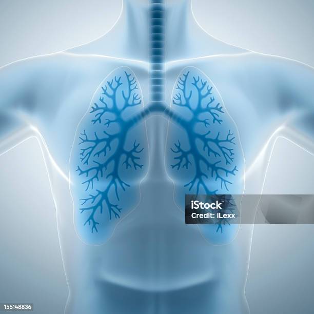 すっきりとした健康的な肺 - 人体のストックフォトや画像を多数ご用意 - 人体, 呼吸器系, 3D