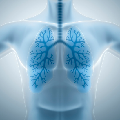 Human lungs alveoli. 3d illustration