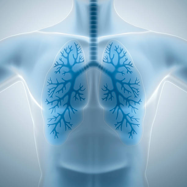 Clean and healthy lungs stock photo