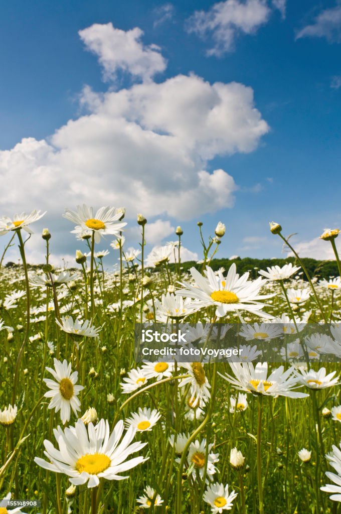 Bella fiori selvatici in estate daisy Prato - Foto stock royalty-free di Agricoltura