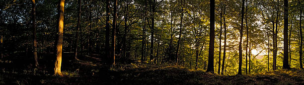 istock Golden forest sunrise idyllic woodland dawn panorama 155148945