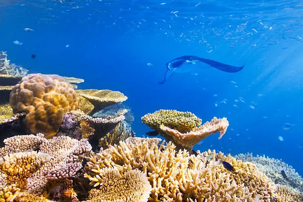 Coral Reef with tropical fish and manta ray in the Indian Ocean on Maldives