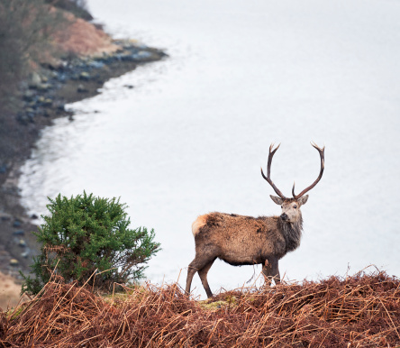 A wild red deer stag in winter, seen against a loch in the north west Highlands of Scotland.