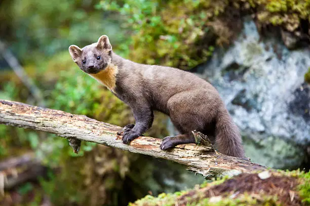 Photo of Pine marten standing on tree trunk