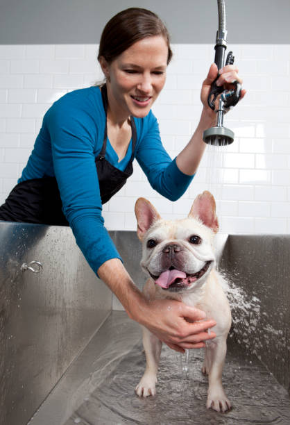 French bulldog getting a bath.