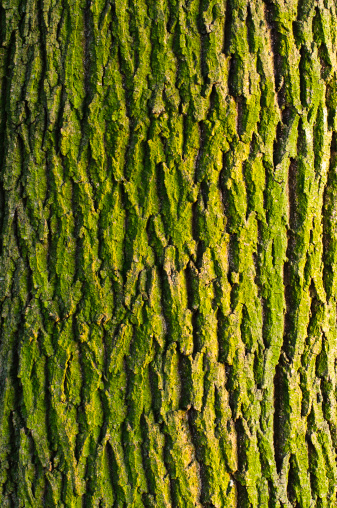 Maple bark texture