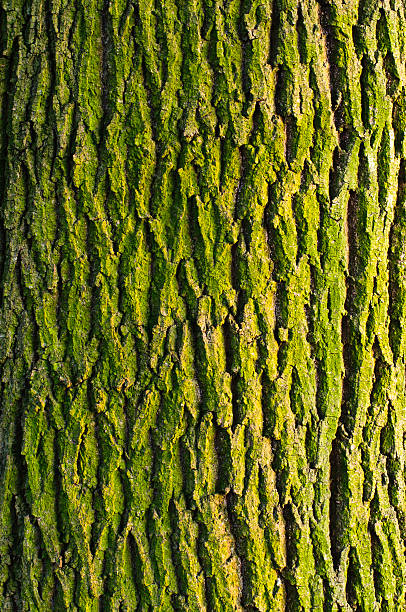 Photo of Maple bark texture