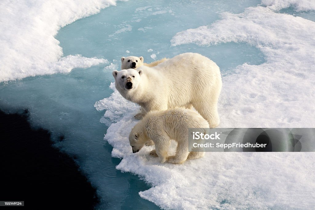 Drei Eisbären auf ein Eis-Fluss - Lizenzfrei Eisbär Stock-Foto