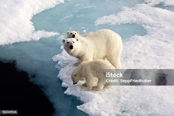 Photo libre de droit de Trois Ours Polaires Sur Un Flux De Glace banque d'images et plus d'images libres de droit de Ours polaire - Ours polaire, Arctique, Changement climatique