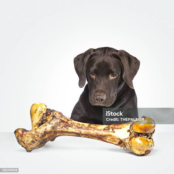 Photo libre de droit de Retriever Du Labrador Chocolat banque d'images et plus d'images libres de droit de Aliment - Aliment, Amitié, Animaux de compagnie