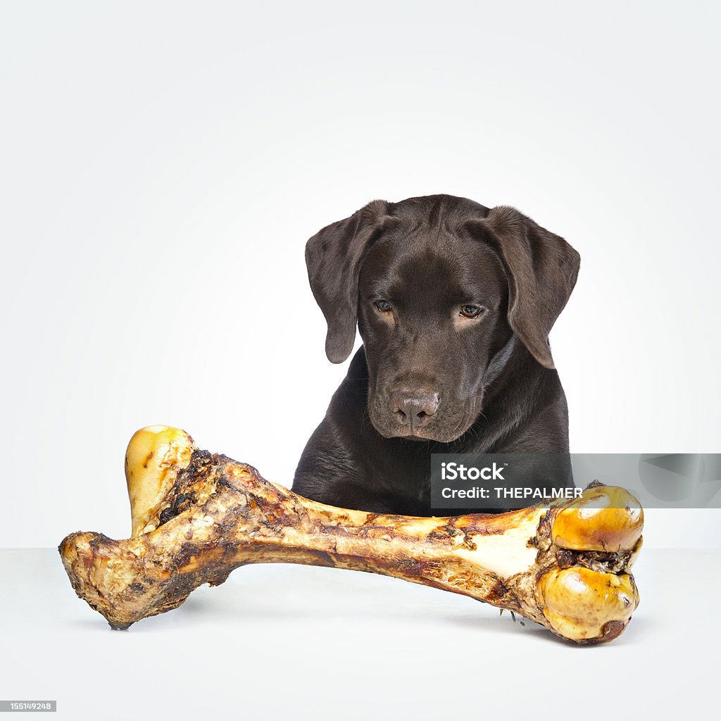 Labrador cioccolato - Foto stock royalty-free di Amicizia