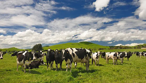Photo of Cow Livestock, New Zealand (XXXL)