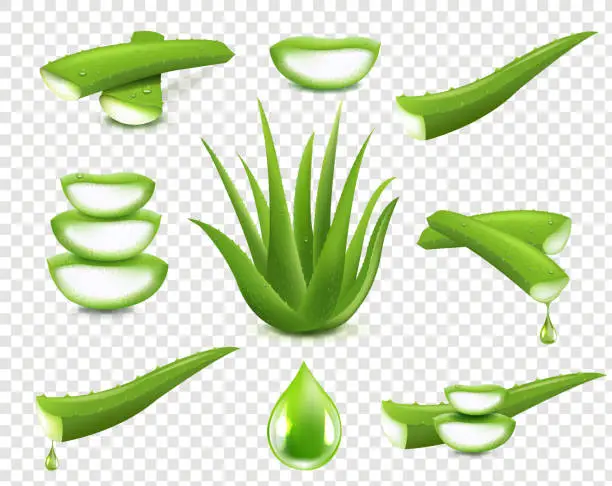 Vector illustration of Aloe Vera Big Collection Isolated Transparent Background