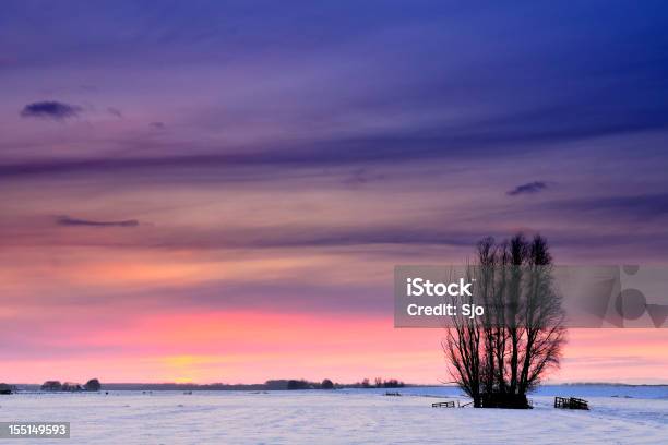 Foto de Árvore No Inverno e mais fotos de stock de Azul - Azul, Beleza natural - Natureza, Bosque - Floresta