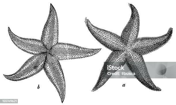 Ilustración de Estrella De Mar Común O Estrella De Mar Asterias Rubens y más Vectores Libres de Derechos de Estrella de mar