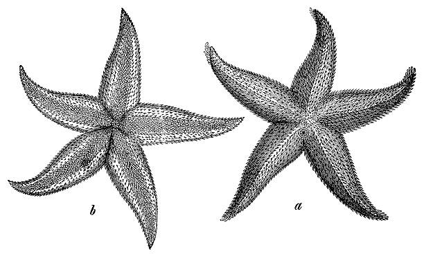 common starfish or sea star (asterias rubens) - denizyıldızı illüstrasyonlar stock illustrations